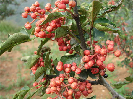 花椒樹(shù)