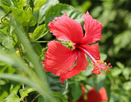 扶桑花