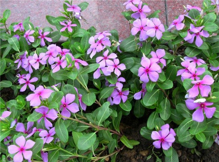 長春花圖片