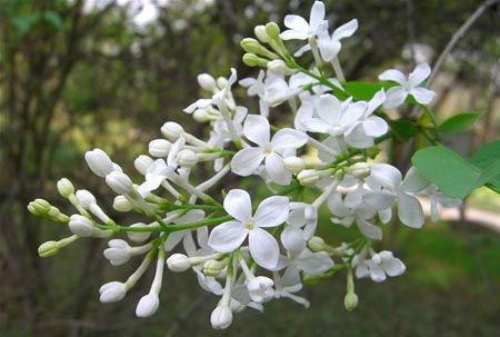 丁香花花語