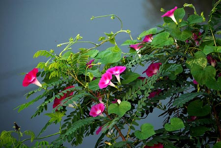 牽牛花