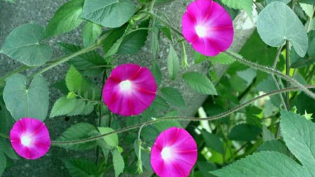 牽牛花圖片