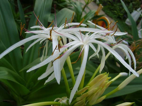 文殊蘭花語(yǔ)