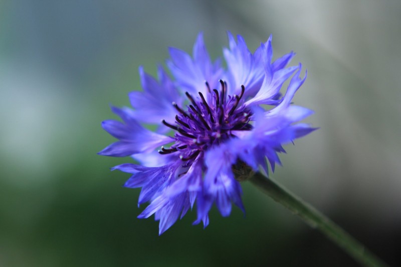 矢車(chē)菊花語(yǔ)