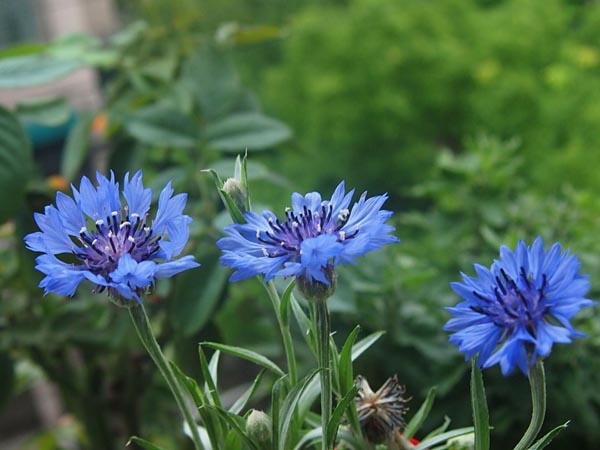 矢車(chē)菊?qǐng)D片
