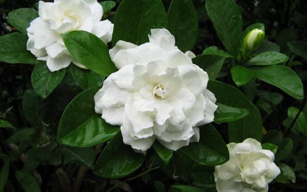 梔子花花語(yǔ)