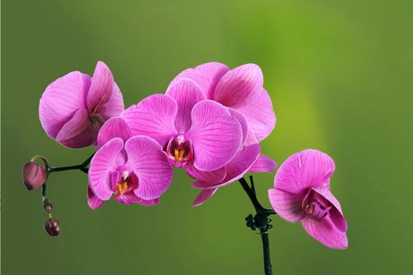 蝴蝶蘭價(jià)值