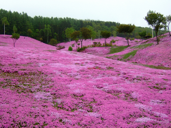 櫻花草