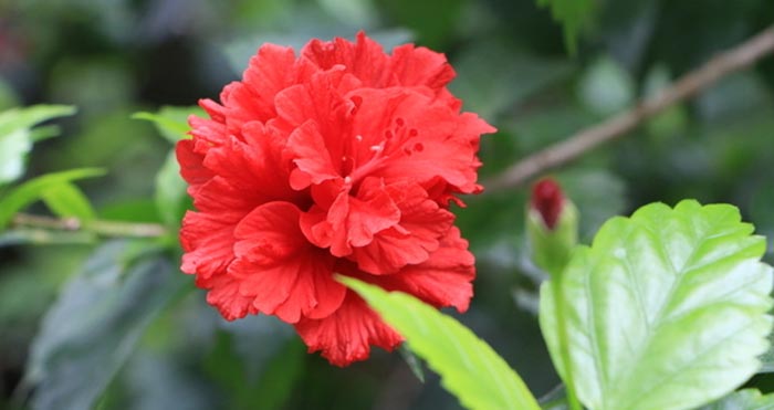 扶桑花
