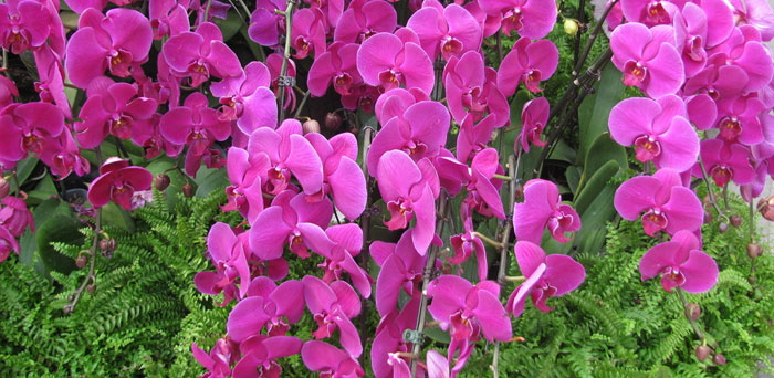 盆栽蝴蝶蘭什么時(shí)候開花