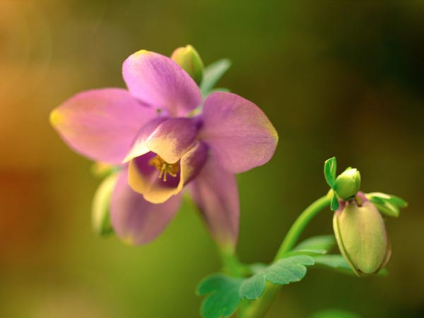 水仙花花語(yǔ)