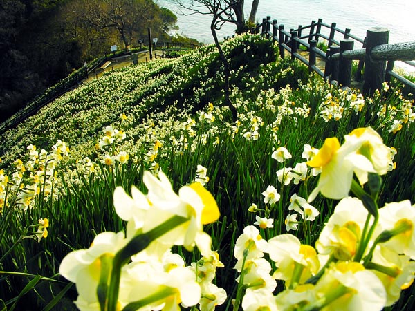 水仙花圖片欣賞