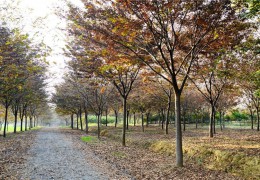 9000余畝苗圃基地——江蘇宿遷三葉園林植物有限公司