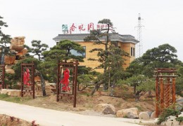 大型造型黑松基地——宿遷市春曉景觀工程有限公司