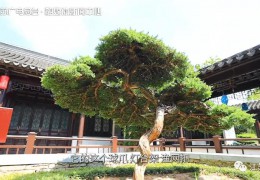 省廣電總臺(tái)《游遍江蘇》欄目走進(jìn)花鄉(xiāng)沭陽