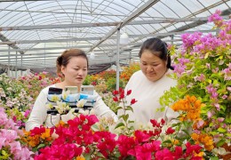 [上游新聞]江蘇沭陽(yáng)：看鮮花產(chǎn)業(yè)如何激活區(qū)域發(fā)展